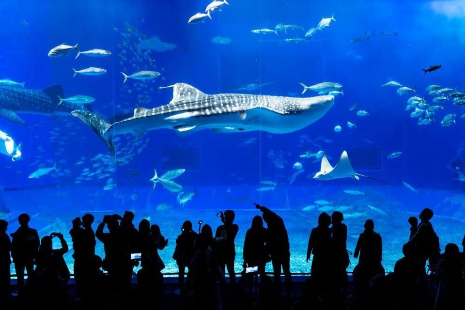 Thủy cung Okinawa Churaumi